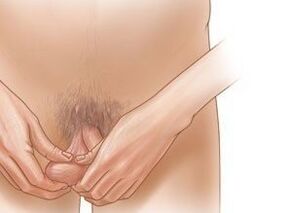 Jelling exercises for the increase in penis