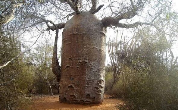 The thick tree trunk is as imitation of an increase in the thickness of the penis